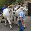 HISPÁNICOS