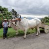 HISPÁNICOS